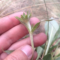 Hymenoxys integrifolia