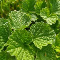 Marrubieae