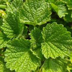 Marrubieae