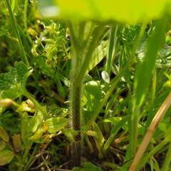 Marrubieae