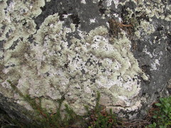 Arctoparmelia centrifuga