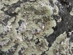 Arctoparmelia centrifuga