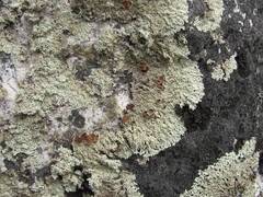 Arctoparmelia centrifuga