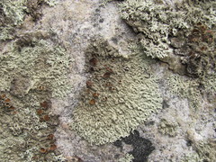 Arctoparmelia centrifuga