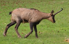 Pyrenean Chamois photo 5