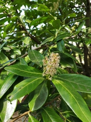 Prunus laurocerasus