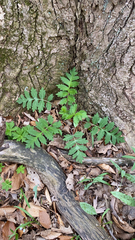 Hydrophyllum macrophyllum