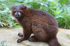 Red-Bellied Lemur photo 1