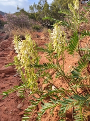 Astragalus racemosus
