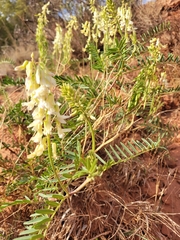 Astragalus racemosus
