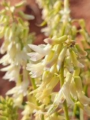 Astragalus racemosus