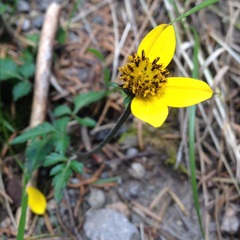 Bidens serrulata