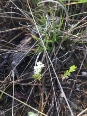 Valerianella amarella