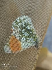 Anthocharis cardamines