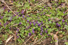 Viola odorata