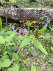 Thaspium trifoliatum trifoliatum