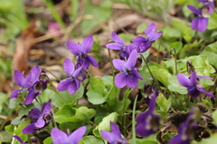 Viola odorata