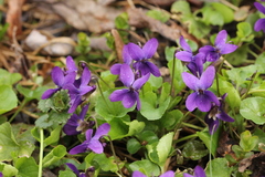 Viola odorata