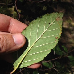 Alnus jorullensis
