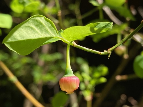 red huckleberry (Vaccinium parvifolium)