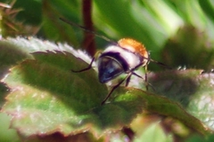 Leucozona lucorum