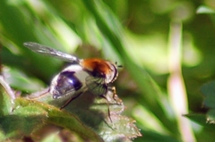 Leucozona lucorum