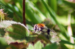 Leucozona lucorum