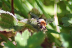 Leucozona lucorum