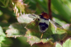 Leucozona lucorum