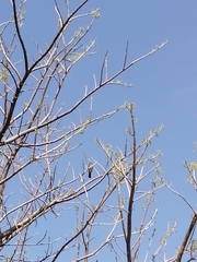 Saltator grandis