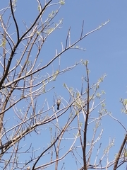 Saltator grandis