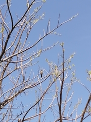 Saltator grandis