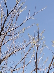 Saltator grandis