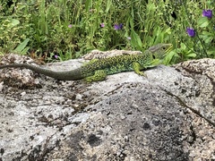 Timon lepidus ibericus