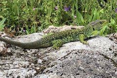 Timon lepidus ibericus