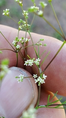 Spermolepis inermis