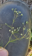 Spermolepis inermis