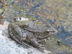 Pelophylax ridibundus