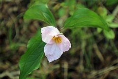 Trillium catesbaei