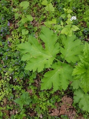 Heracleum sosnowskyi
