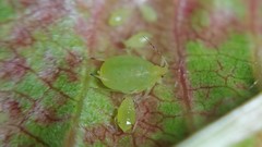 Myzus varians