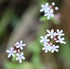 Valerianella ozarkana