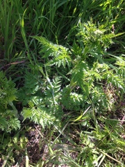 Anthriscus sylvestris