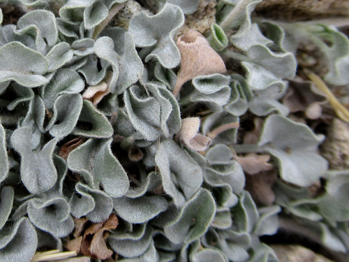Dichondra argentea