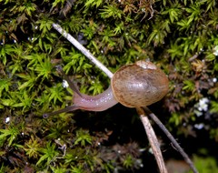 Leptaxis membranacea