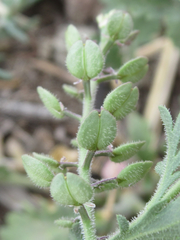 Lepidium lasiocarpum wrightii