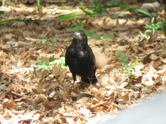 Corvus frugilegus