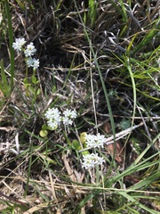 Valerianella amarella