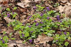 Viola odorata