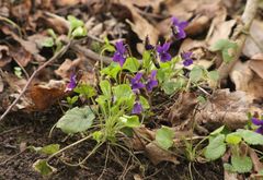 Viola odorata